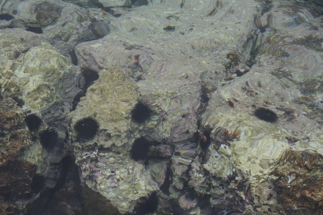 gal/cro 08/small-IMG_4545.JPG